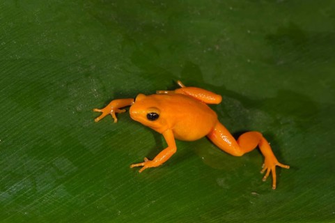 Golden Mantella (Mantella aurantiaca)