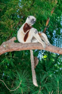 Coquerel's Sifaka (Propithecus coquereli)