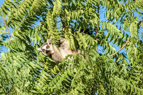 Ring-tailed Lemur (Lemur catta)