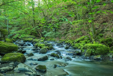 The Holzbach brook in the Holzbachschlucht