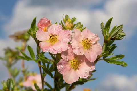 Finger shrub (Potentilla fruticosa)
