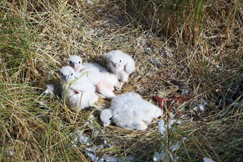 Peregrine falcons (Falco peregrinus)