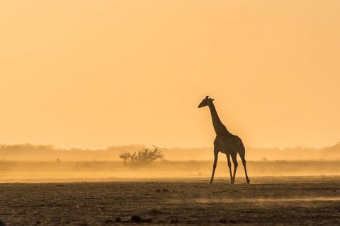 A Angolan Giraffe (Giraffa camelopardalis angolensis) runs in the evening light in the dusty savannah