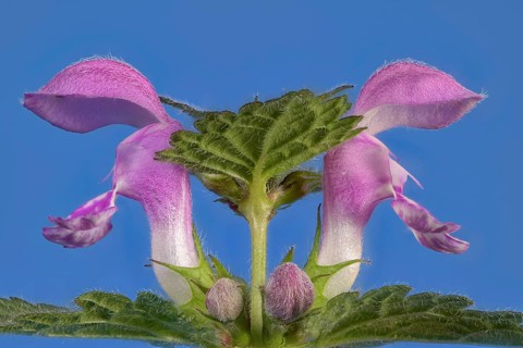 Spotted deadnettle (Lamium maculatum) against a blue background