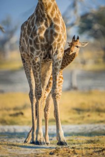 Angolan Giraffes (Giraffa camelopardalis angolensis)