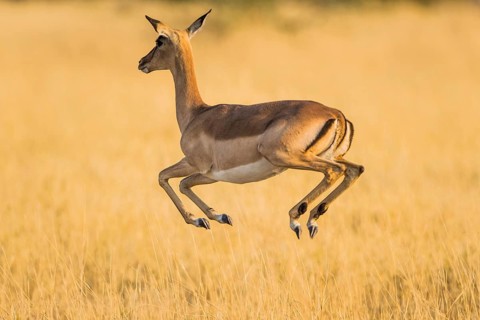 Impala (Aepyceros melampus)