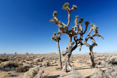 Joshua trees