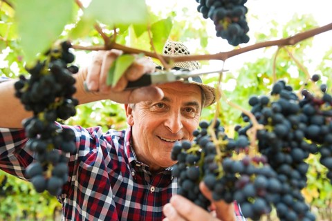 Winemaker or vintner harvesting grapes in his vineyard