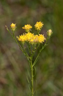 Goldilocks Aster (Aster linosyris)