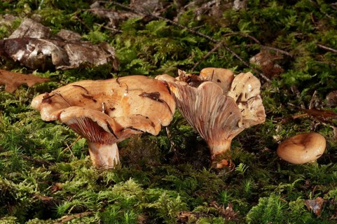 False saffron milk-cap (Lactarius deterrimus)