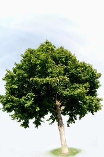 Turkish Hazel (Corylus colurna)