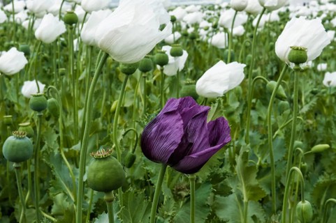 Opium poppy (Papaver somniferum) field
