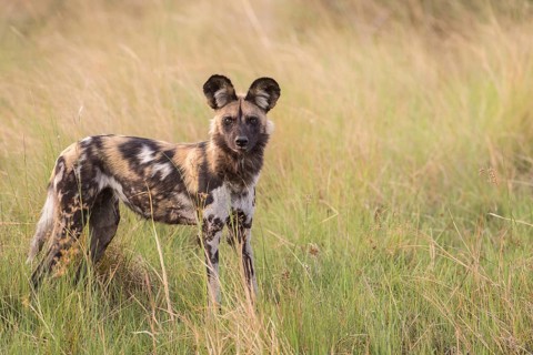 African Wild Dog (Lyacon pictus)