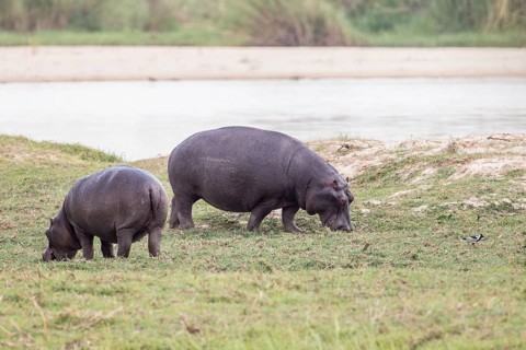 Hippopotamus (Hippopotamus amphibius)