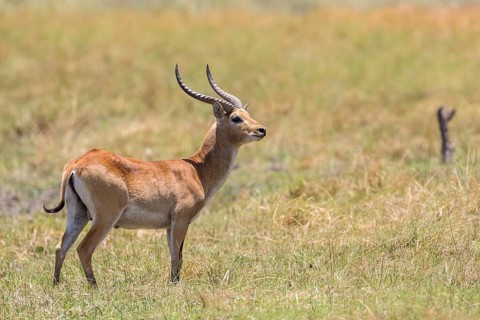 Marsh antelope (Kobus leche)