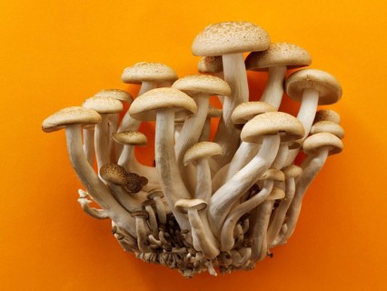 Raw fresh organic Hon-Shimeji mushrooms