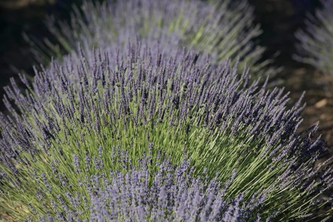 Lavender field