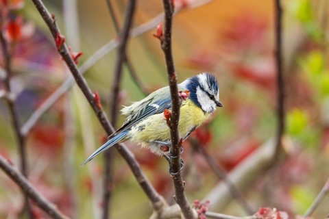 Blue Tit (Cyanistes caeruleus syn Parus caeruleus)