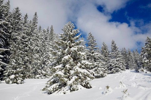 Snow-covered spruce trees (Picea abies)