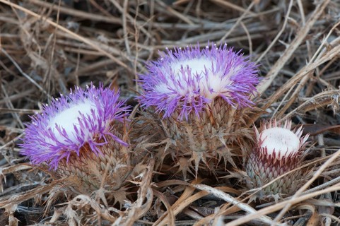 Stemless atractylis (Carlina gummifera)