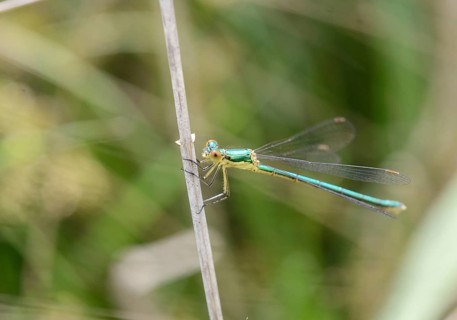 Emerald Spreadwing (Lestes dyas)