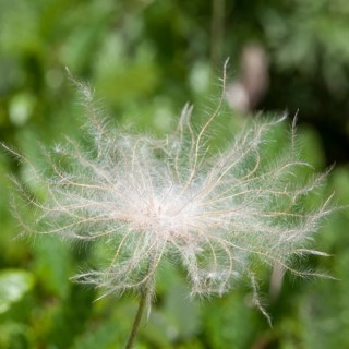 Mountain avens (Dryas octopetala)