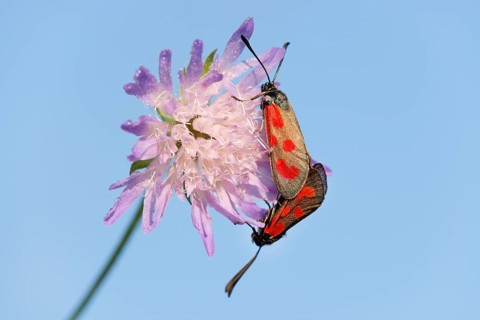 Slender Scotch Burnet (Zygaena loti)