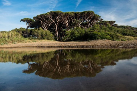 Stone Pines (Pinus pinea)