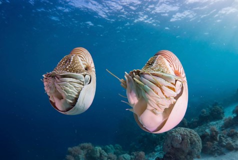 Palau Nautiluses (Nautilus belauensis)