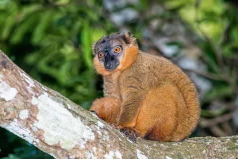 Collared Brown Lemur (Eulemur collaris)