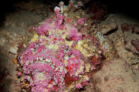 Reef stonefish (Synanceia verrucosa)