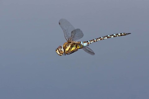 Migrant Hawker (Aeshna mixta) in flight