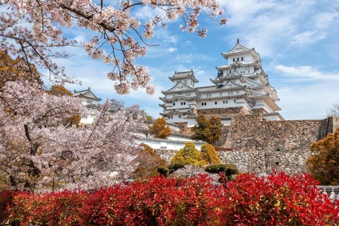 Blossoming cherry trees