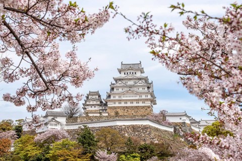 Blossoming cherry trees