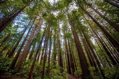 View from below into the treetops