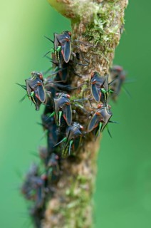 Leafhopper (Cicadellidae)