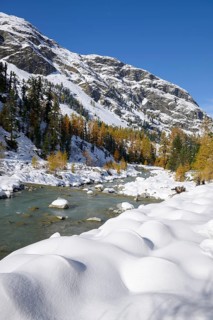 Autumnal coloured Larch (Larix) forest in the freshly snow-covered Val Roseg valley