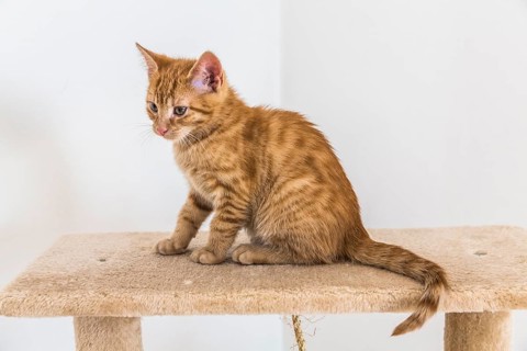 Young ginger tabby domestic cat
