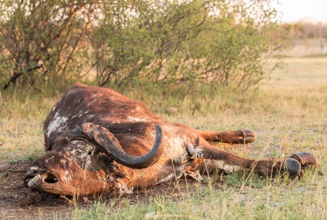 Carcass of a Cape buffalo (Syncerus caffer)