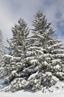 Snow-covered spruce trees (Picea abies)