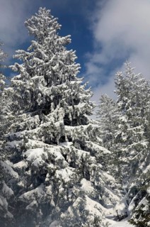 Snow-covered spruce trees (Picea abies)