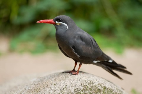 Inca Tern (Larosterna inca)