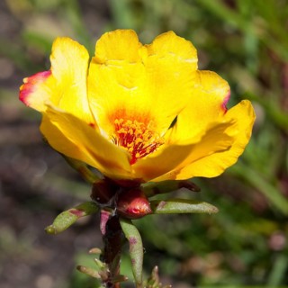 Moss-rose Purslane (Portulaca grandiflora)