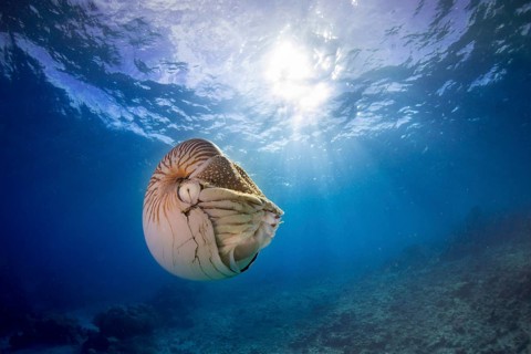 Nautilus (Nautilus belauensis)