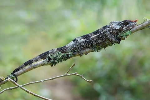 Elephant-eared Chameleon or Short-horned Chameleon (Calumma brevicornis)