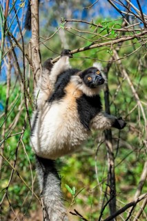 Black-and-White Ruffed Lemur (Varecia variegata)
