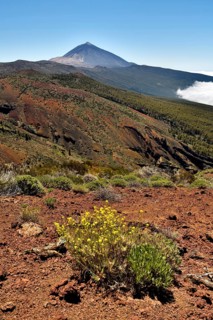 Flowering flixweed (Descurainia bourgaeana) in volcanic landscape