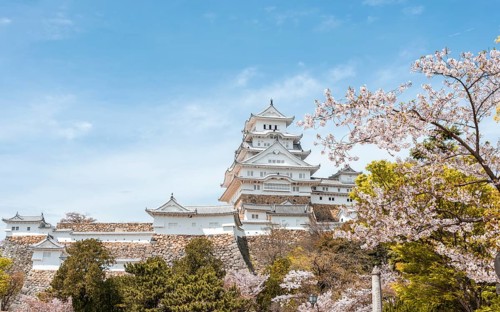 Blossoming cherry trees