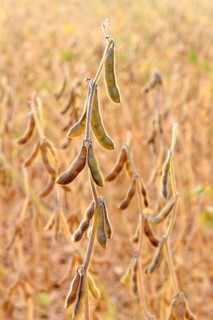 Soya beans (Glycine max) with ripe pods