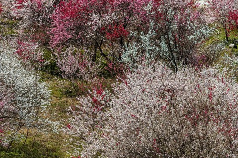 Flowering cherry trees in spring
